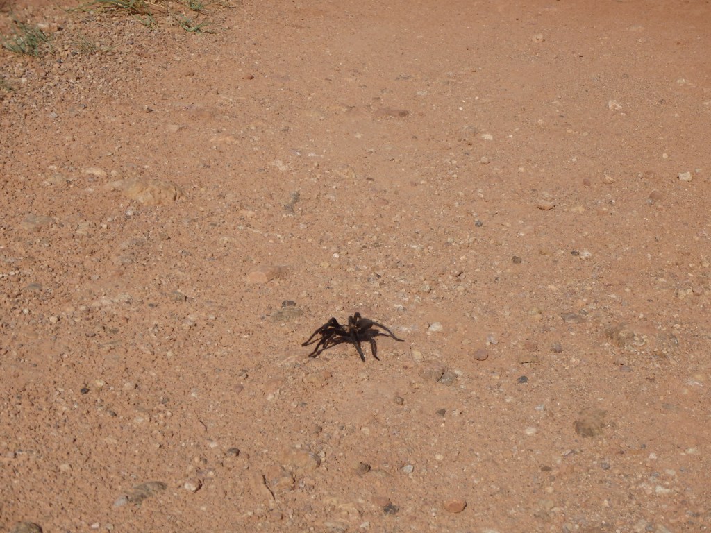 We met this little guy on the way 