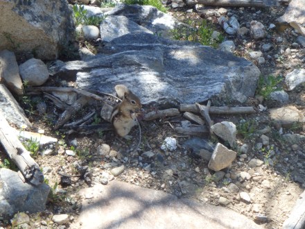 adorable mountain squirrel 