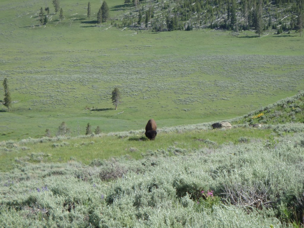 Bison off the road just for us