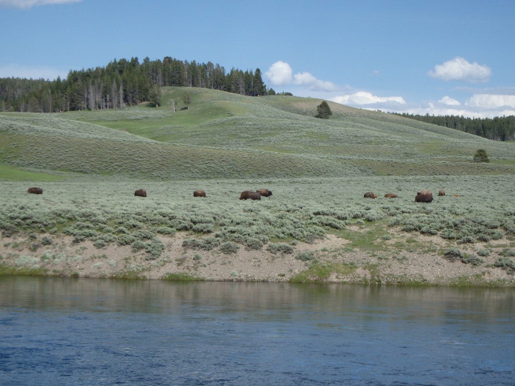 Bison herd grazing