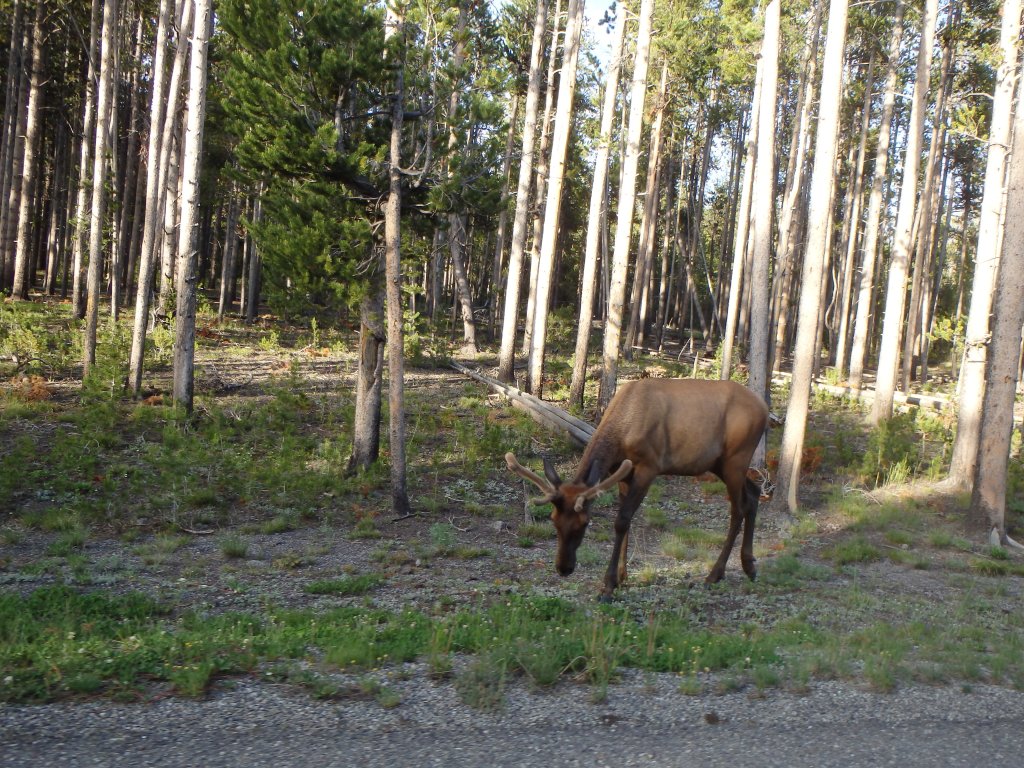 A bull elk by the road