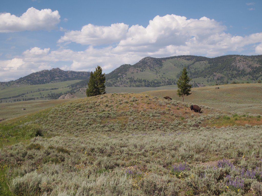 Our first bison spotting!