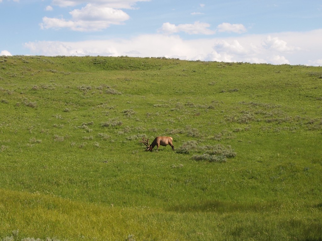 A giant bull elk