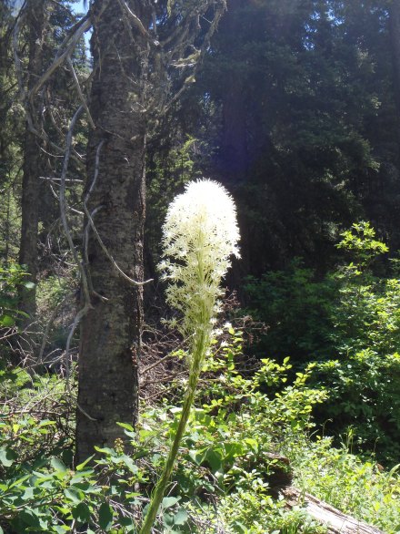 Bear grass - my favorite flower in Glacier