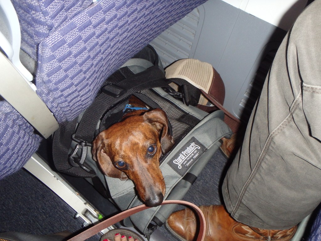 Truman under the seat - mostly - on our first flight 