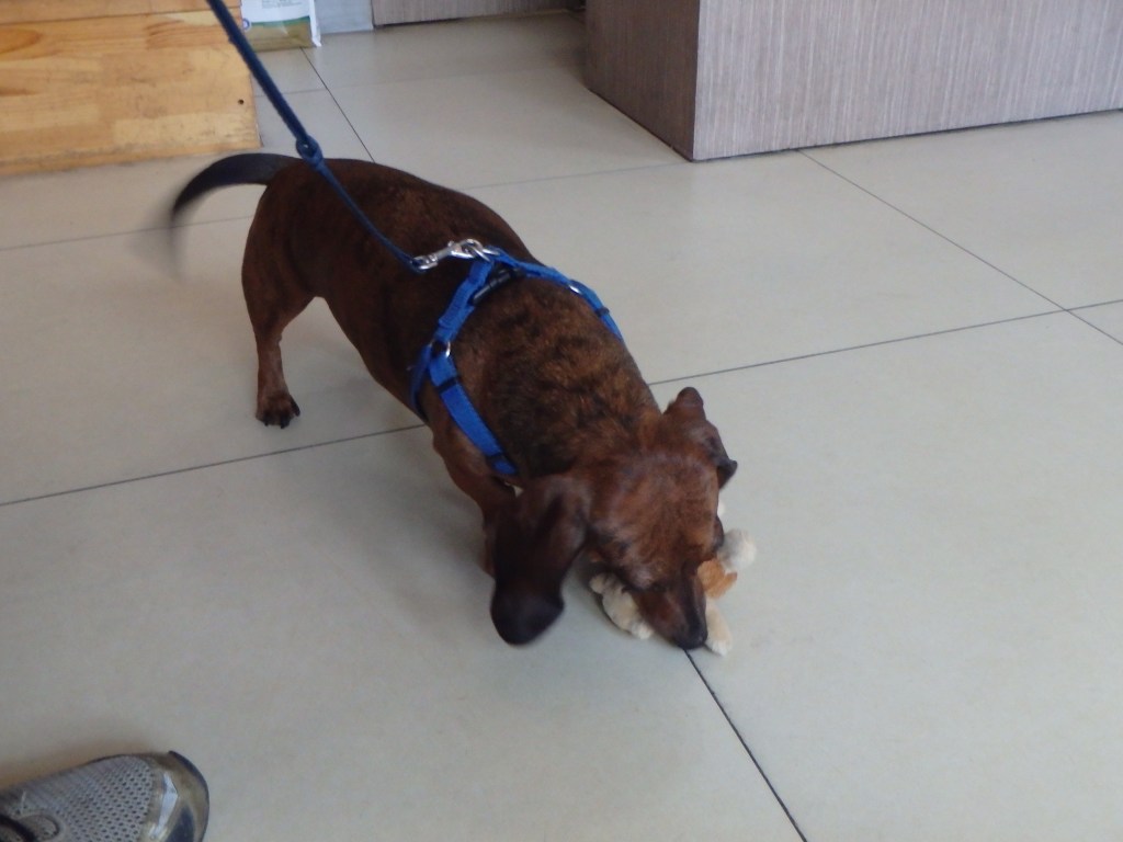 He was so happy he started tossing this toy in the air!