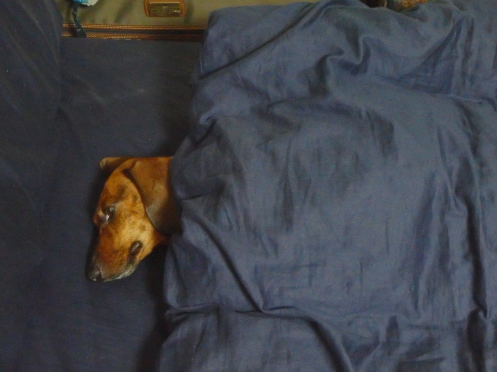 Back in his favorite spot - happy pup!