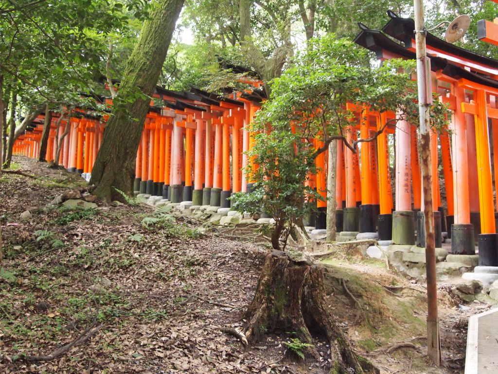 Torii gate pathway