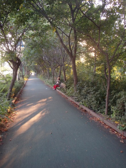 A nice tree-lined path