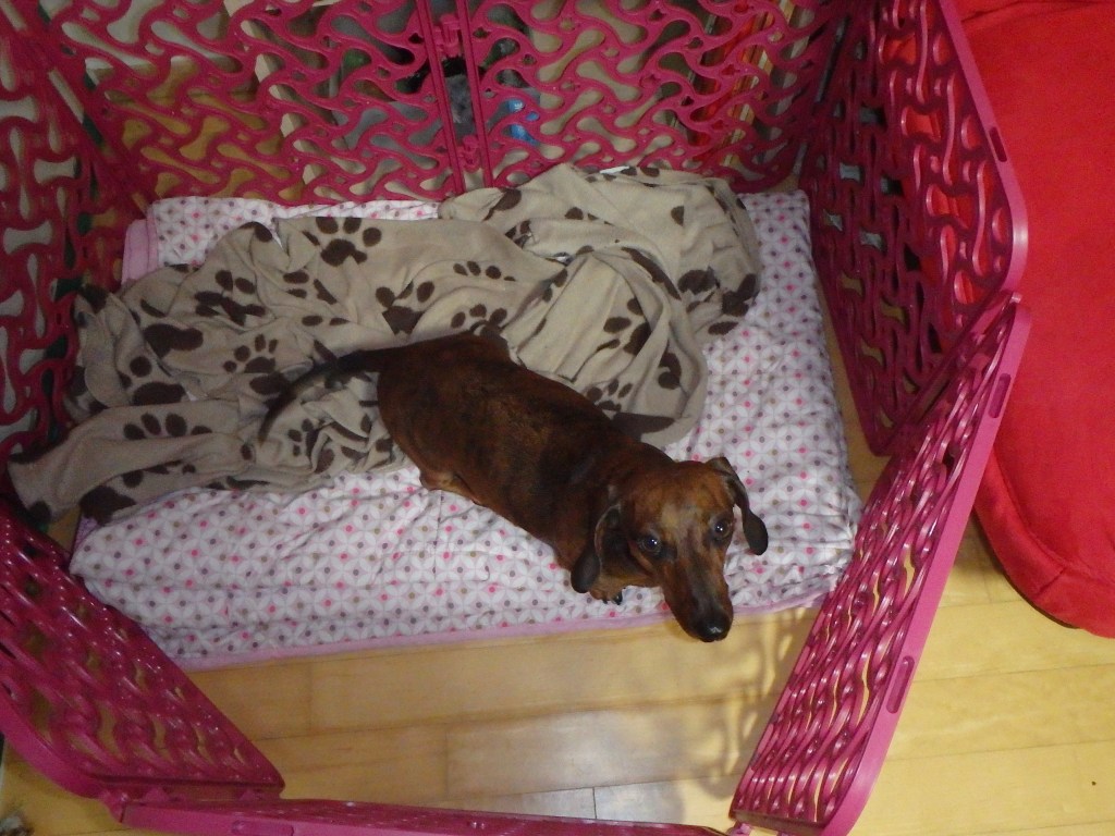 Tired of crate rest - week 2 