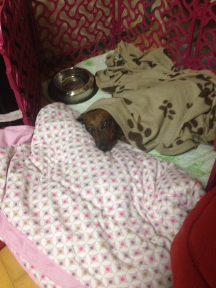 Enjoying crate rest - week 1