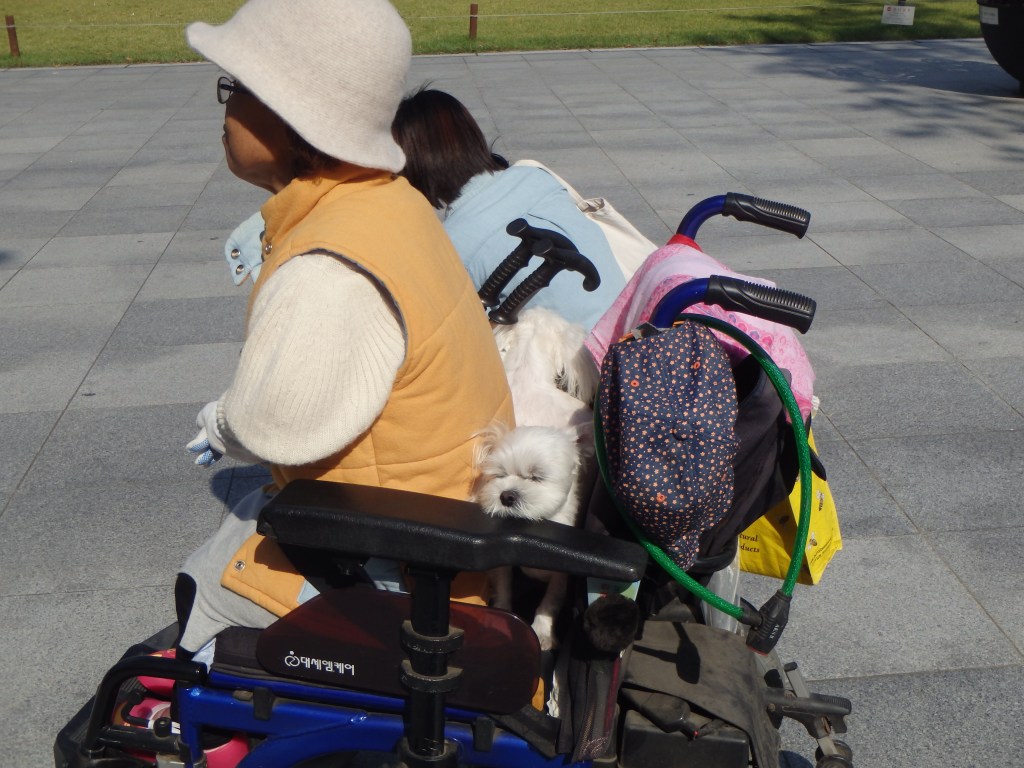 A fellow observer - she had TWO dogs in the back of her wheelchair!