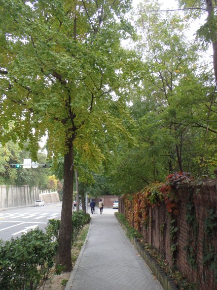Beautiful gingko trees