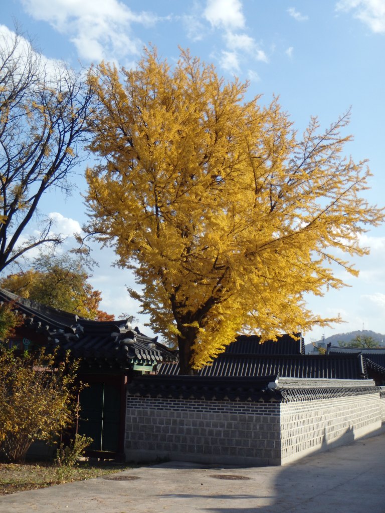 My favorite tree in Korea - gingko 