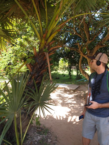 The spiky bark of this palm tree is one example of how people were killed 