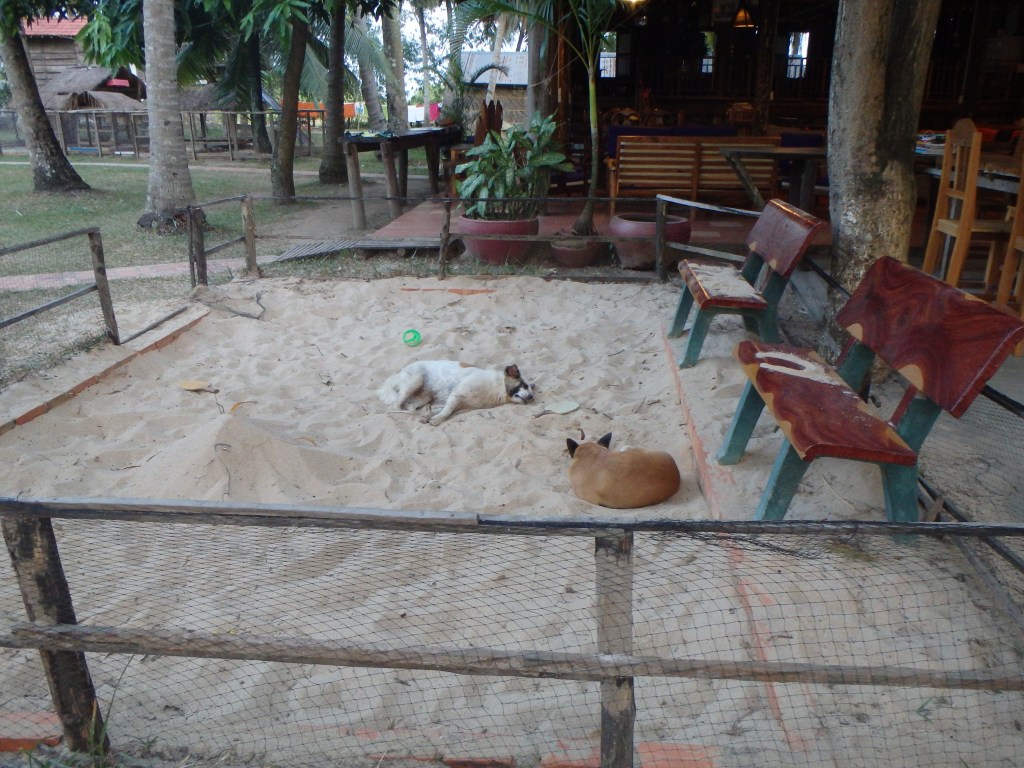 some of the property dogs taking a nap in the sand pit