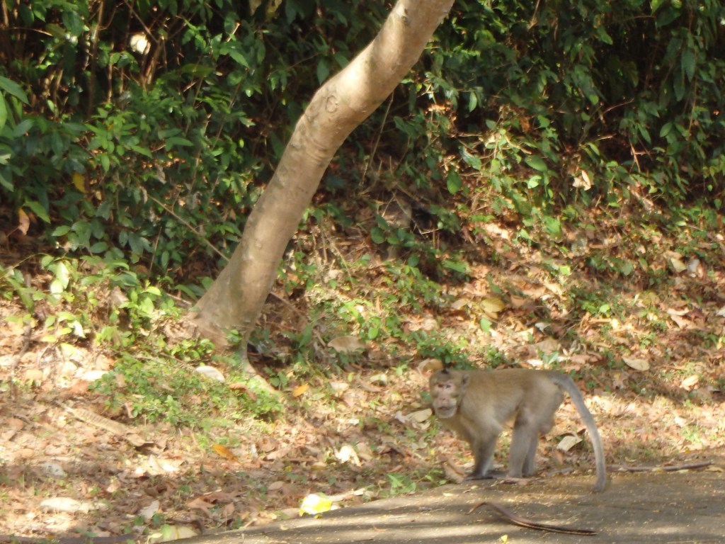 This was the papa monkey and he wasn't having it