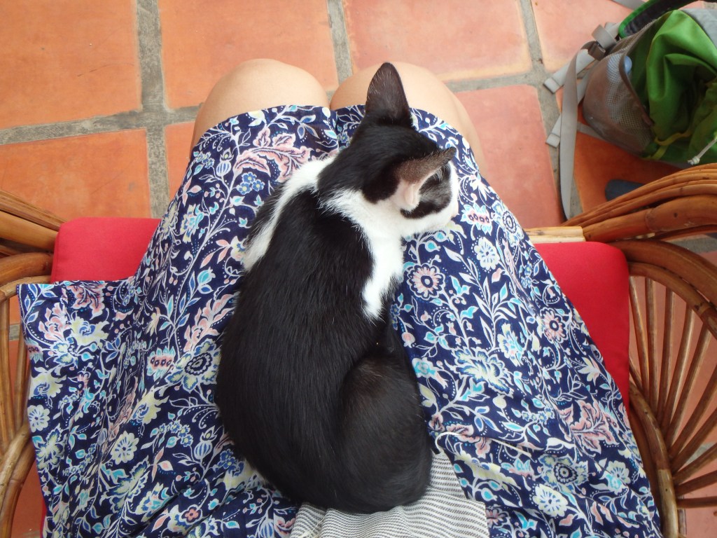 My kitty friend at Kep Coffee