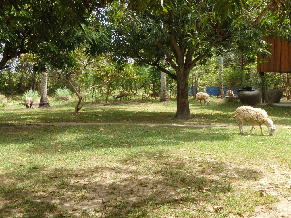 some sheep grazing near the bungalows
