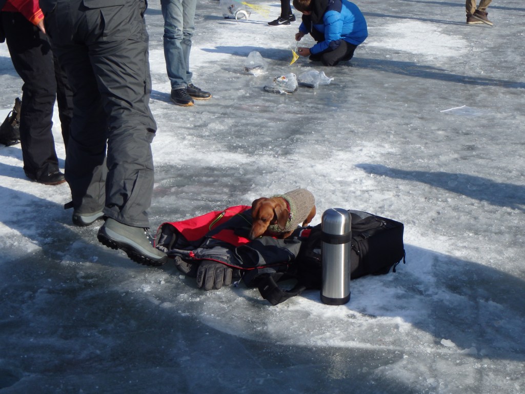 There was a dachshund out there!