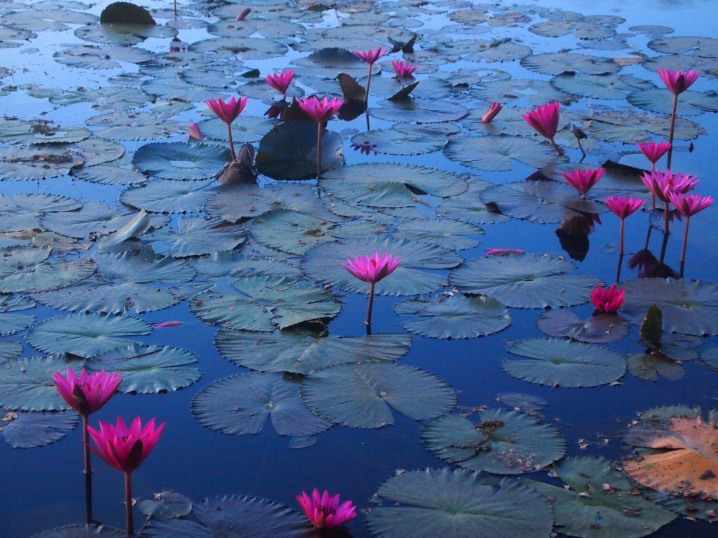 gorgeous water lilies