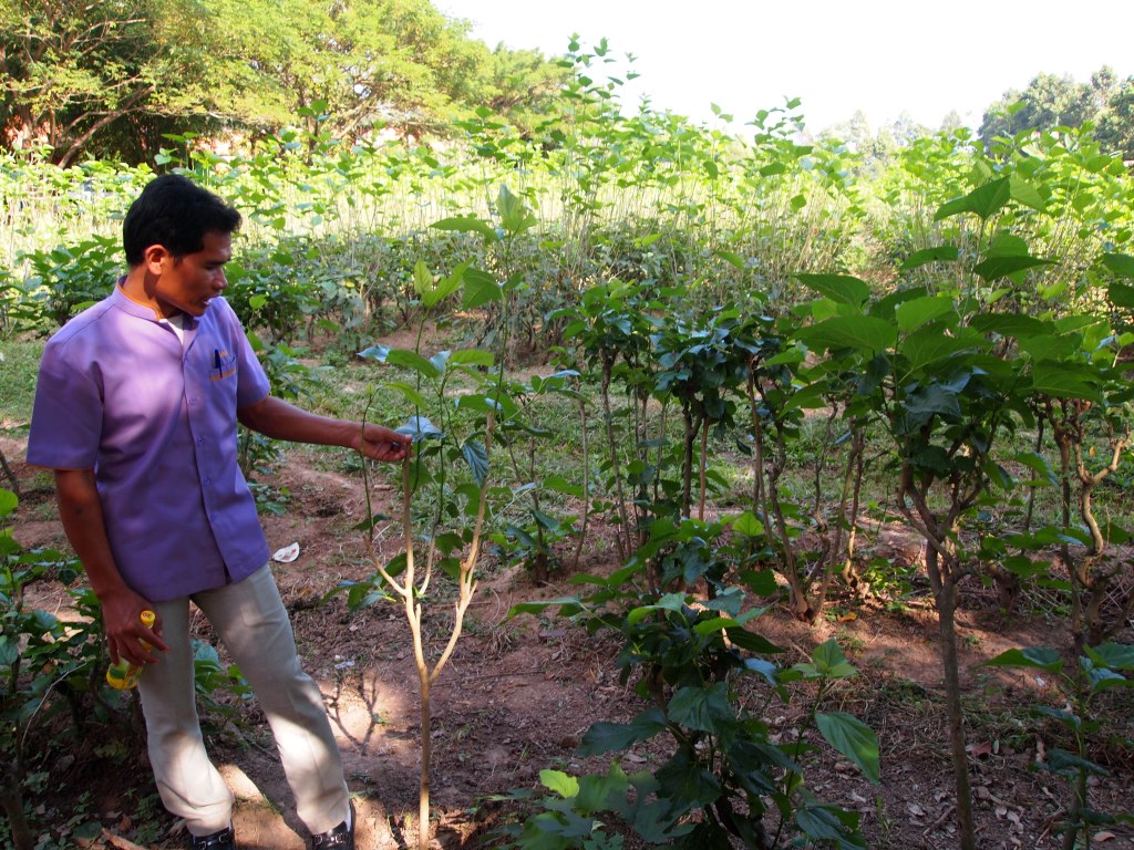 Mulberry trees - they are kept short 