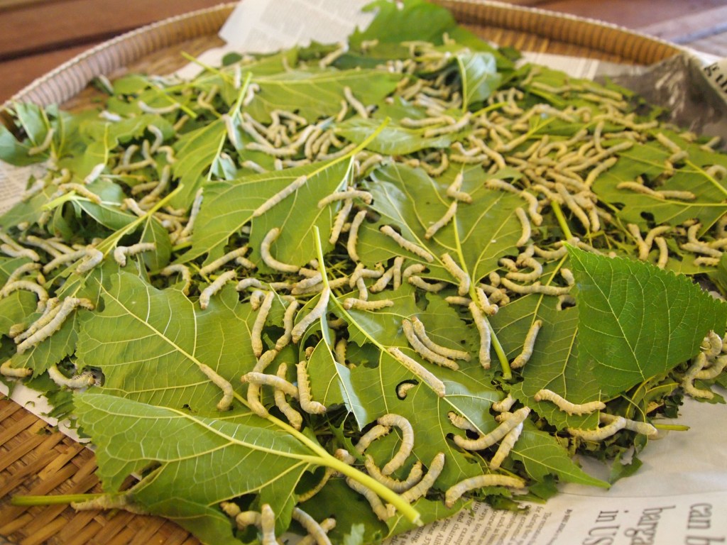 silkworms eating mulberry leaves - they eat for 24 days and then begin spinning their cocoons