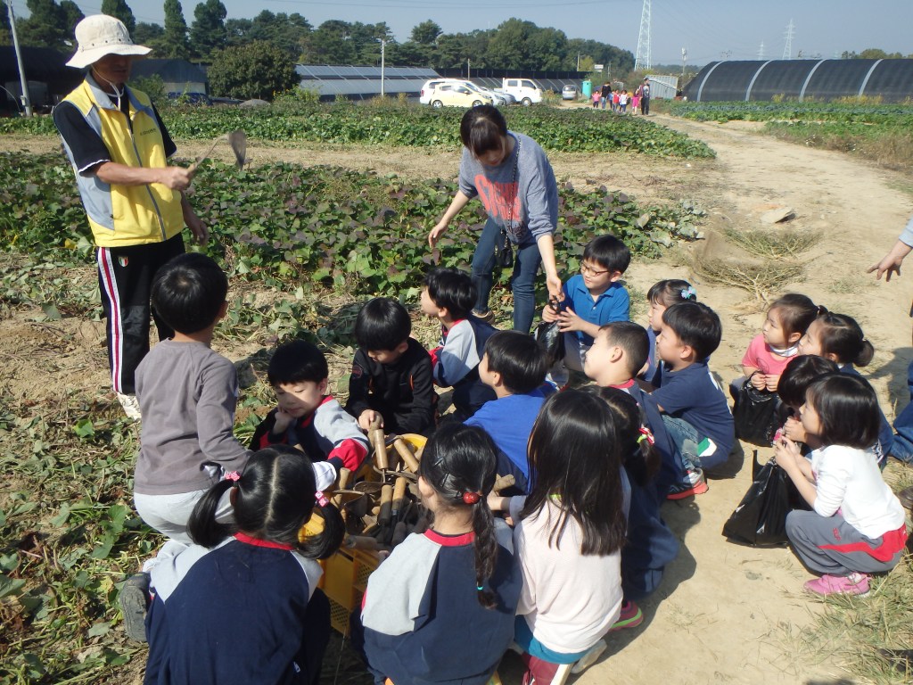 The kids learn how to dig for sweet potatoes
