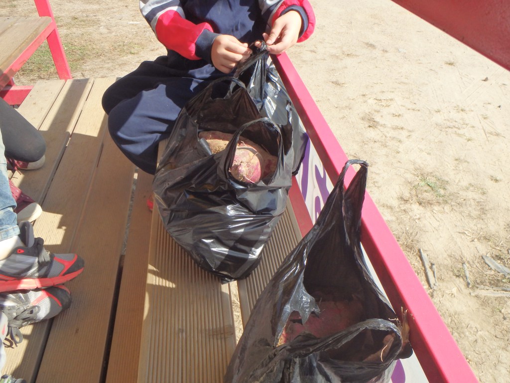 the kids took home a lot of sweet potatoes