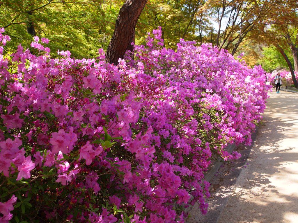The azaleas were in full bloom