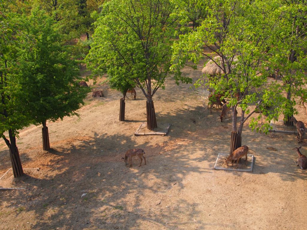 A better view of the deer from a bridge above 