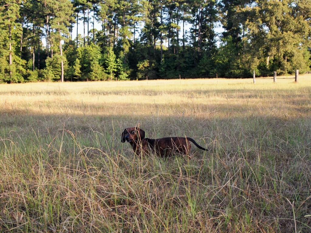 A bonafide country dog with a barbed wire scar to prove it