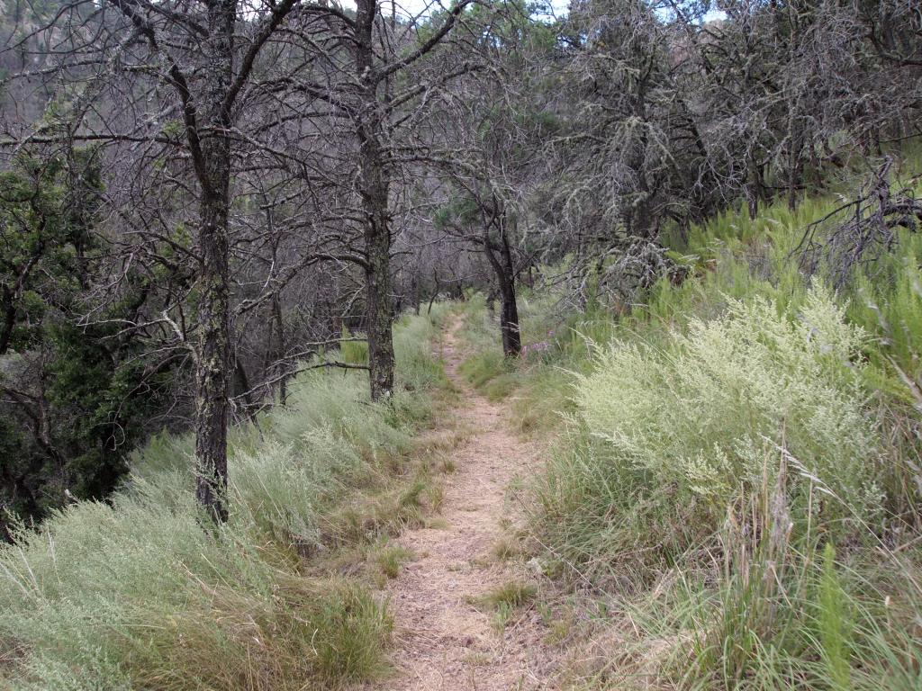 Entering a more lush portion of the trail