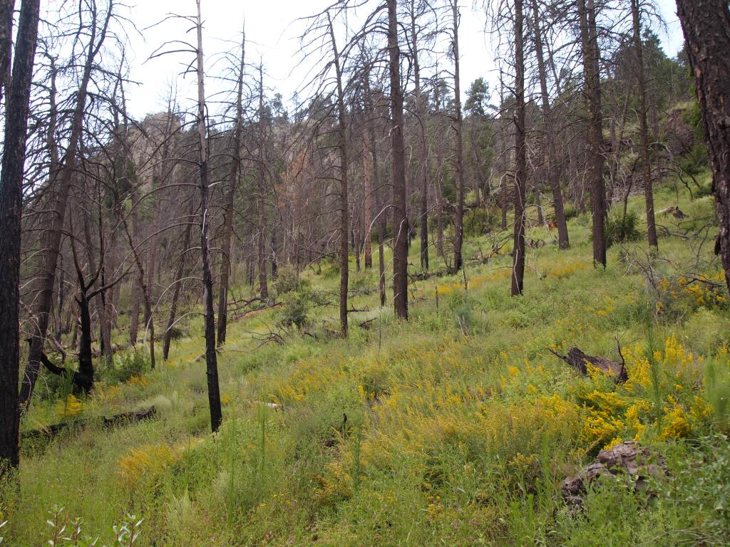 Past forest fires were still evident