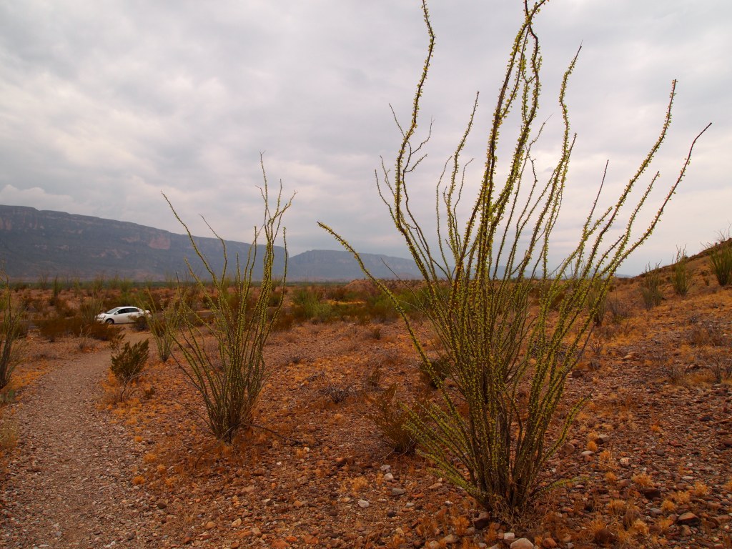 We really like the ocotillo plants
