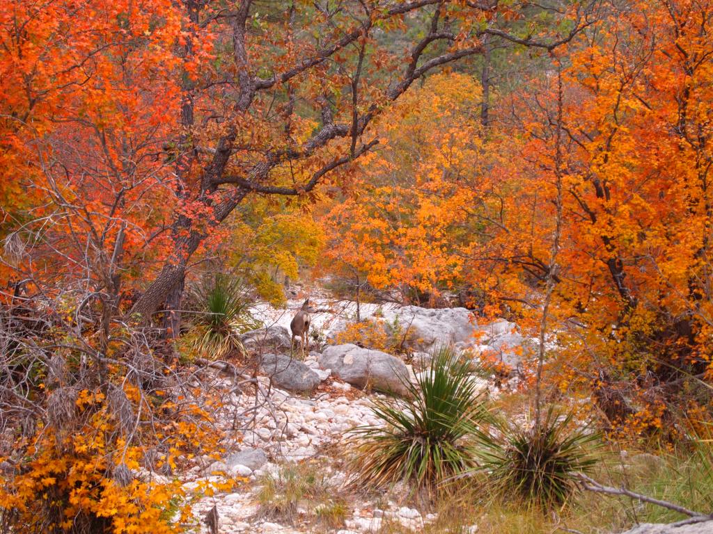 We followed two deer along the trail and creek bed for a few hundred feet