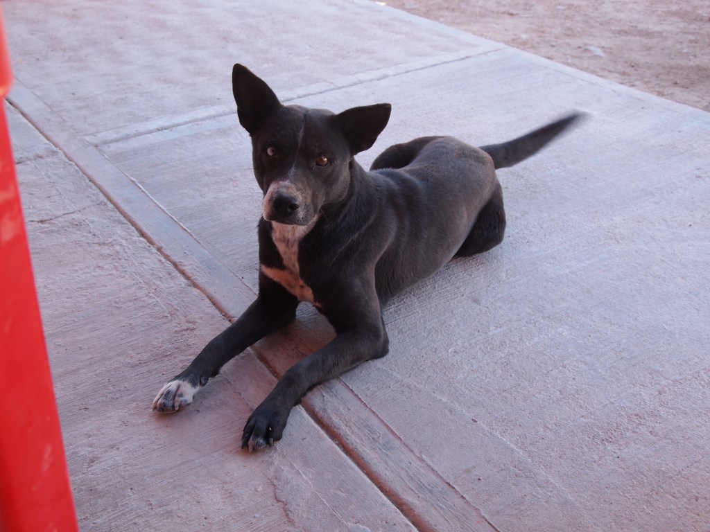 Our guide's dog wanted to make certain our food was to our liking