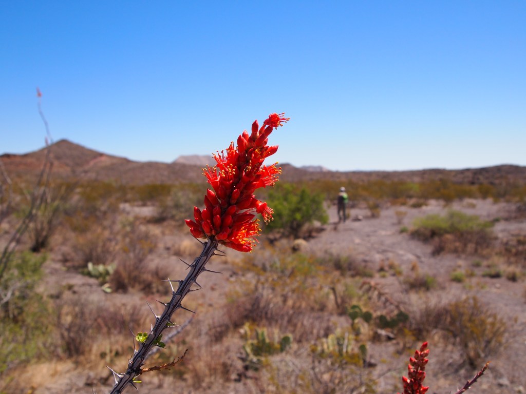 I've been waiting for ocotillo blooms to appear!