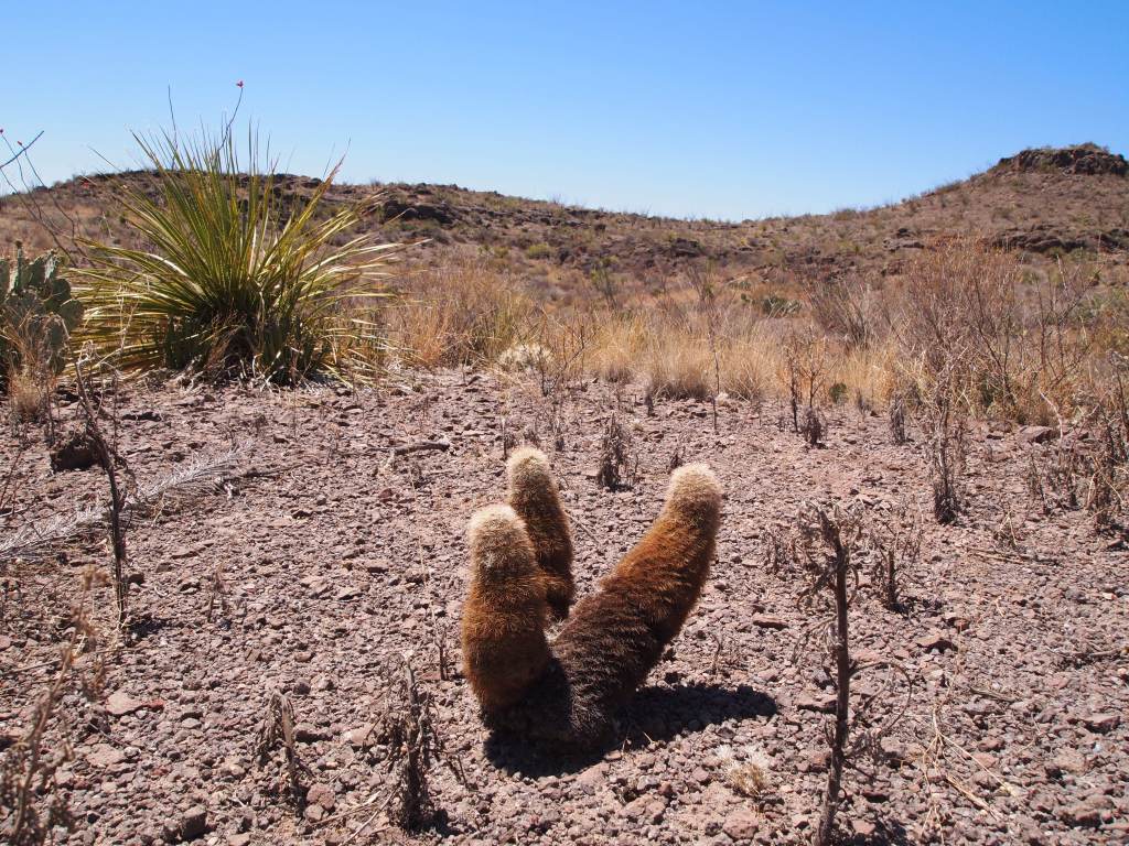 Texas Rainbow Cactus - they look like slugs to me
