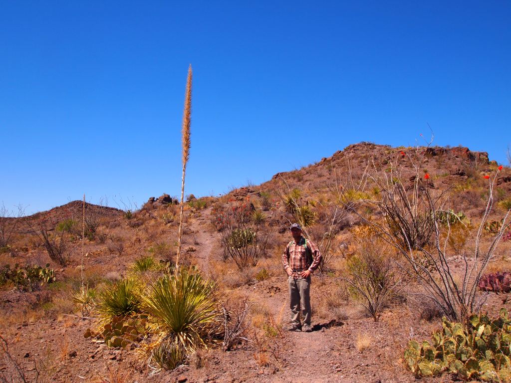 Zach next to a sotol 