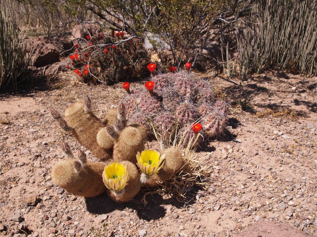 Texas Rainbow Cactus with blooms & Scarlet Hedgehog Cactus at the visitor center