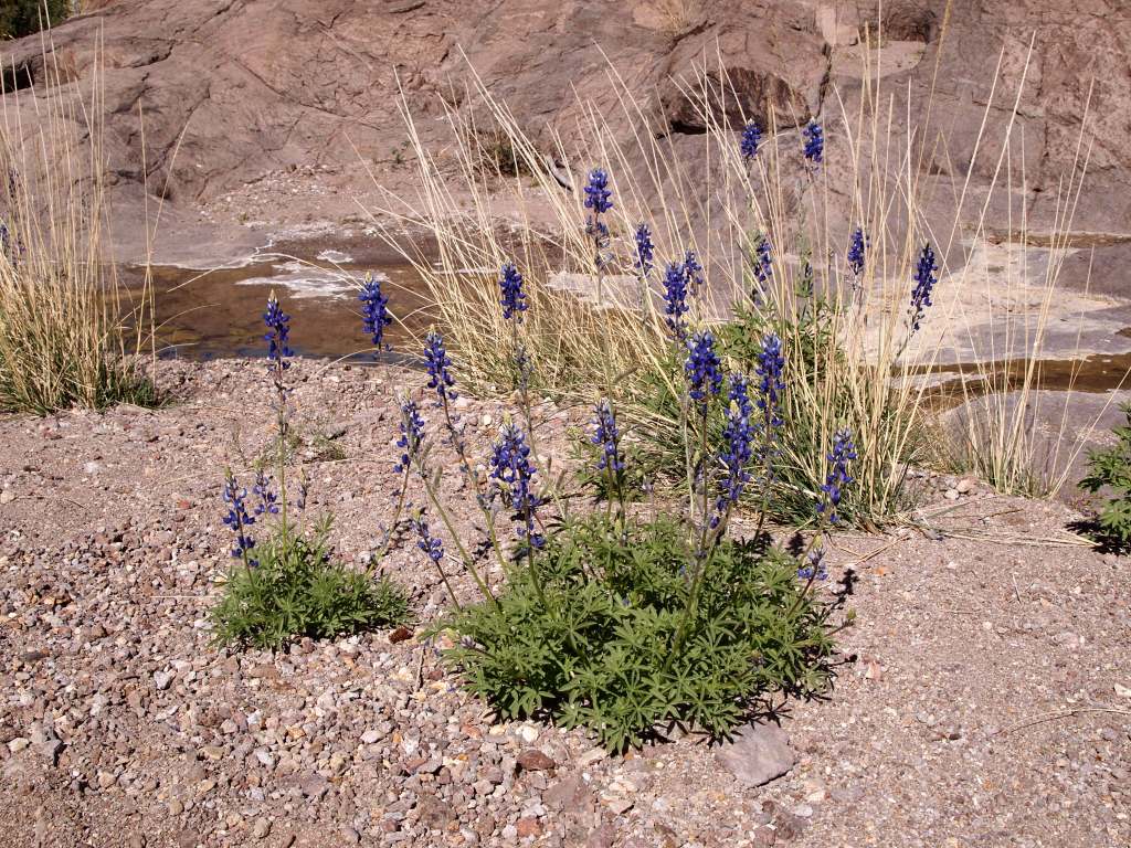 Big Bend Bluebonnets!