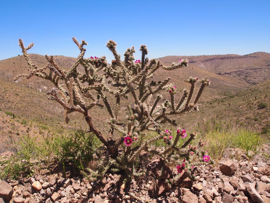 Blooming cane cholla cactus