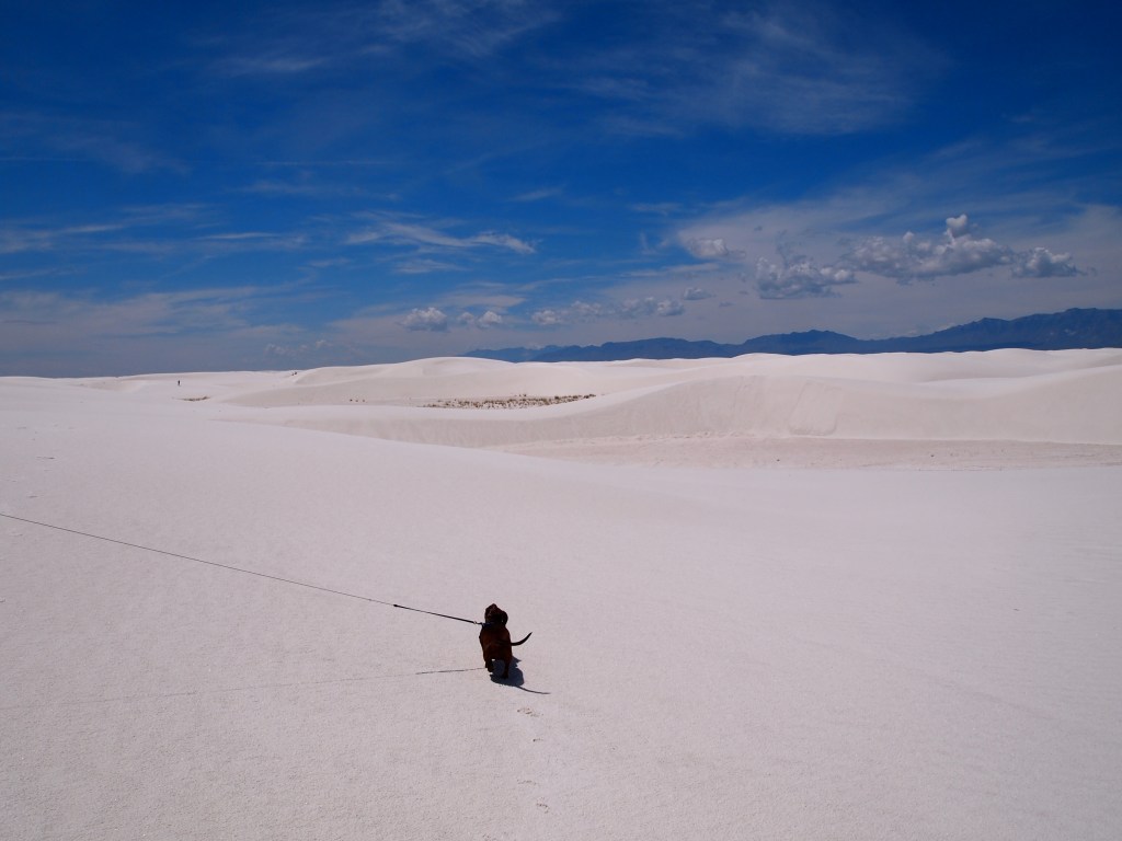 Dog and dunes