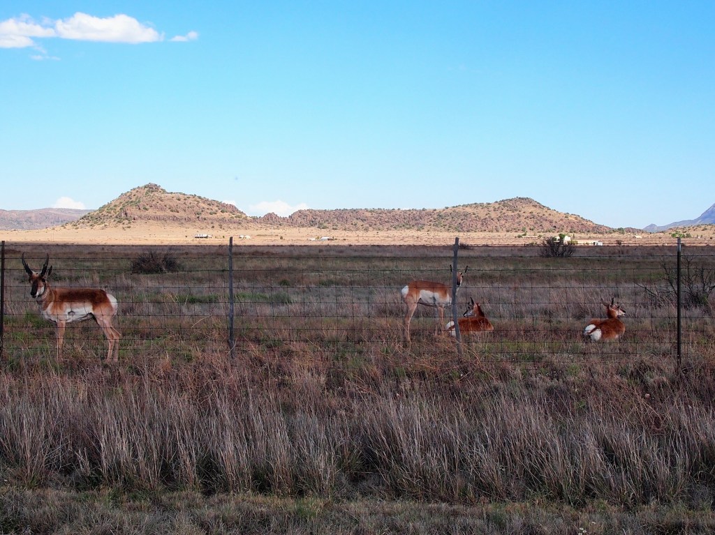 Pronghorn spotting