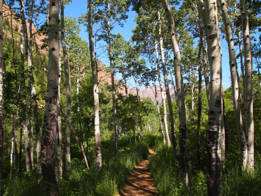Made it to the aspens!