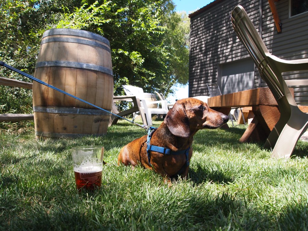 Tru enjoying the lawn