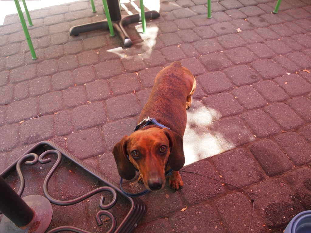 Our faithful companion and persistent beggar 