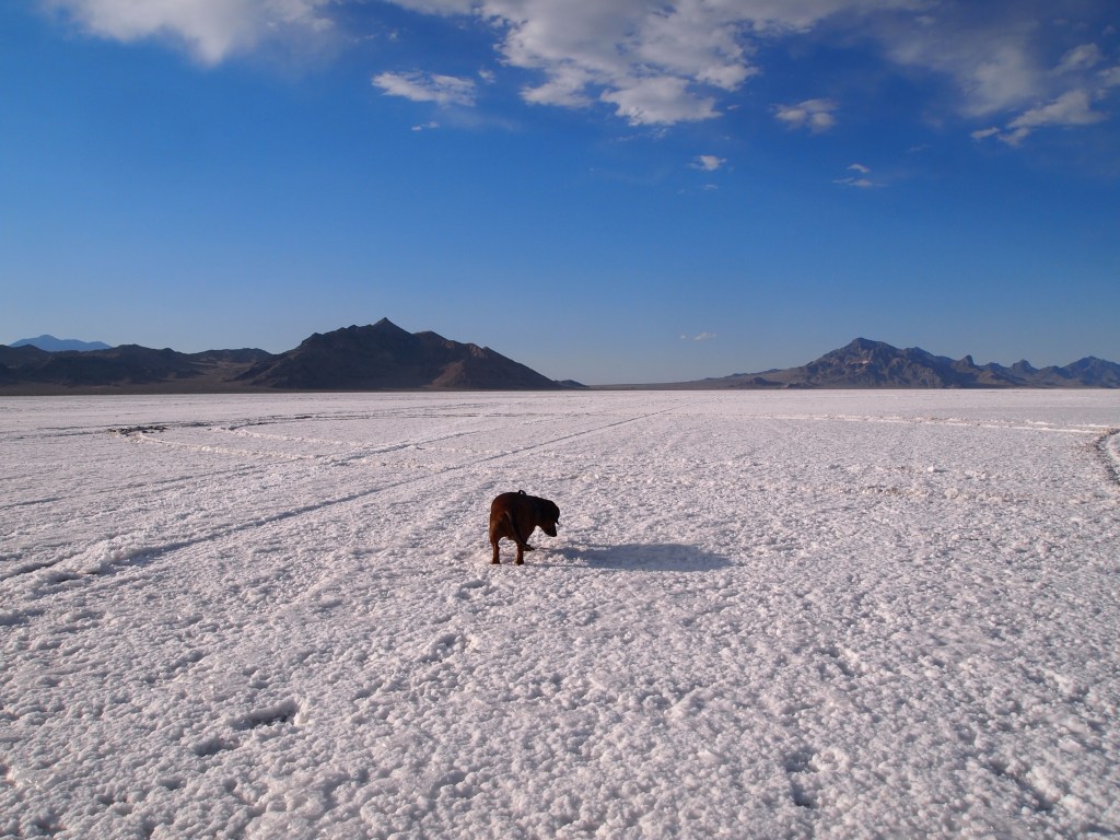 Dachshund exploration 