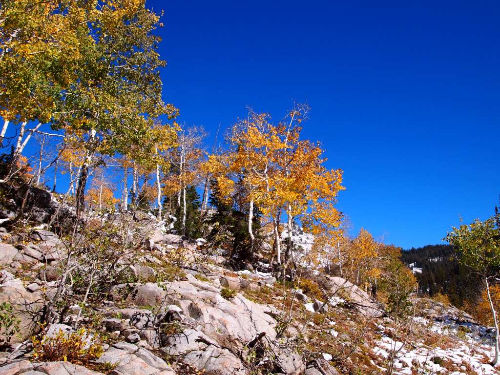 Changing aspens dotted the trail here and there